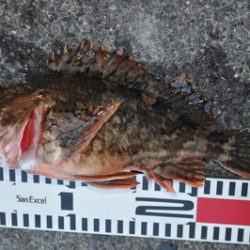 根岸丸 釣果