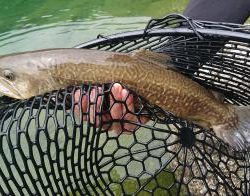 フィッシング サンクチュアリ 釣果