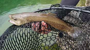 フィッシング サンクチュアリ 釣果