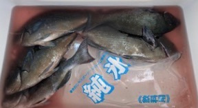 千津丸 釣果