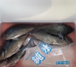千津丸 釣果
