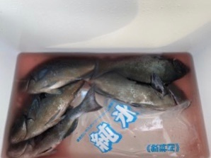 千津丸 釣果