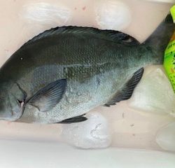 千津丸 釣果