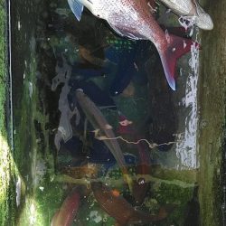 フィッシングガイド りょう 釣果