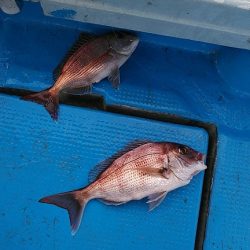 フィッシングガイド りょう 釣果