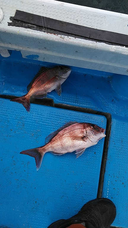 フィッシングガイド りょう 釣果