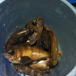 フィッシングガイド りょう 釣果