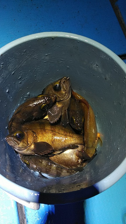 フィッシングガイド りょう 釣果