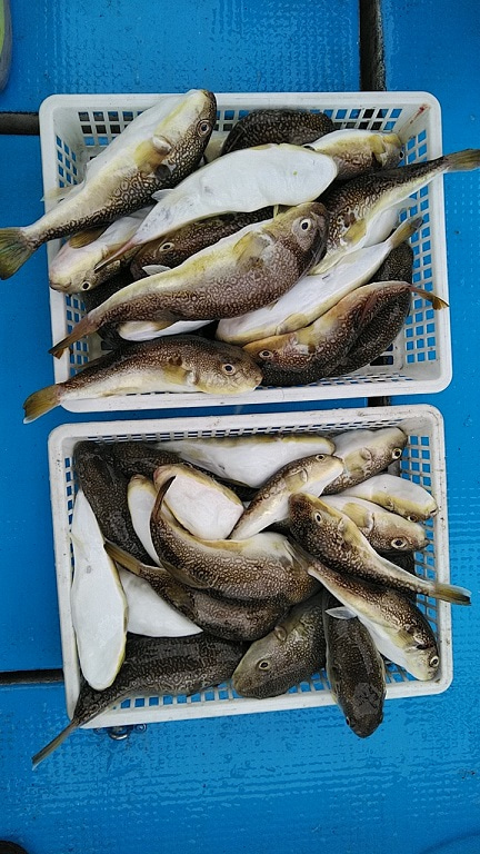 フィッシングガイド りょう 釣果