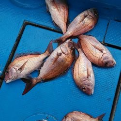 フィッシングガイド りょう 釣果