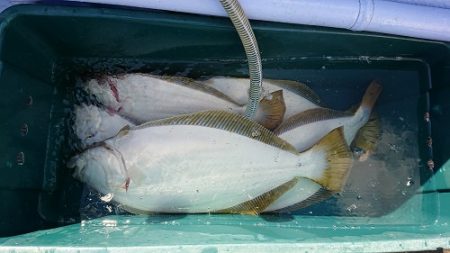 小樽港遊漁船ＳＨＡＫＥ 釣果