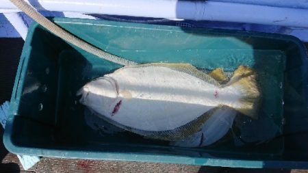 小樽港遊漁船ＳＨＡＫＥ 釣果