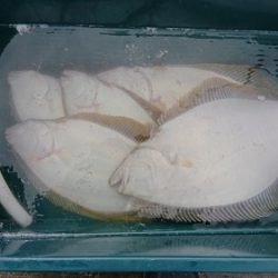 小樽港遊漁船SHAKE 釣果