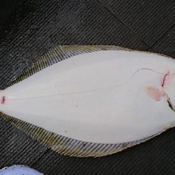 小樽港遊漁船SHAKE 釣果