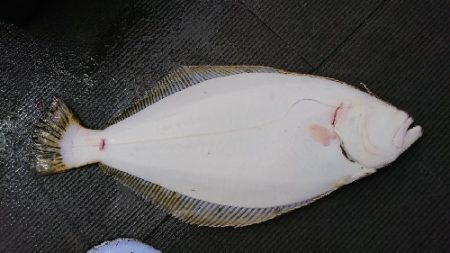 小樽港遊漁船SHAKE 釣果