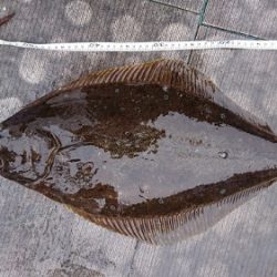 小樽港遊漁船ＳＨＡＫＥ 釣果