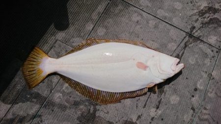 小樽港遊漁船ＳＨＡＫＥ 釣果