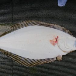 小樽港遊漁船SHAKE 釣果