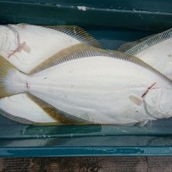 小樽港遊漁船SHAKE 釣果