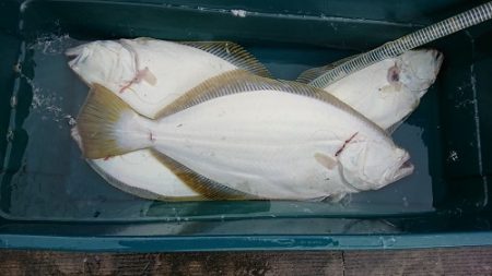 小樽港遊漁船SHAKE 釣果