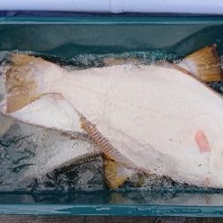 小樽港遊漁船SHAKE 釣果