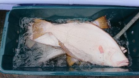 小樽港遊漁船ＳＨＡＫＥ 釣果