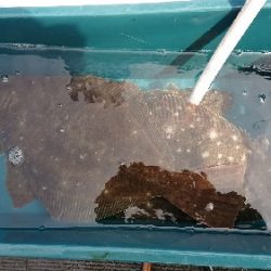 小樽港遊漁船SHAKE 釣果