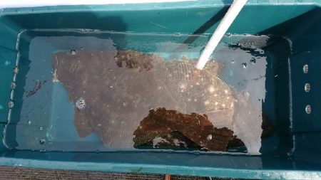 小樽港遊漁船SHAKE 釣果