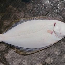 小樽港遊漁船SHAKE 釣果