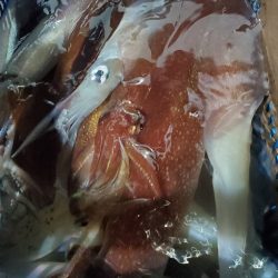 LUSTER『ラスター』 釣果