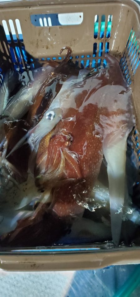 LUSTER『ラスター』 釣果