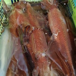 LUSTER『ラスター』 釣果