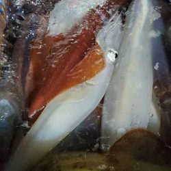 LUSTER『ラスター』 釣果