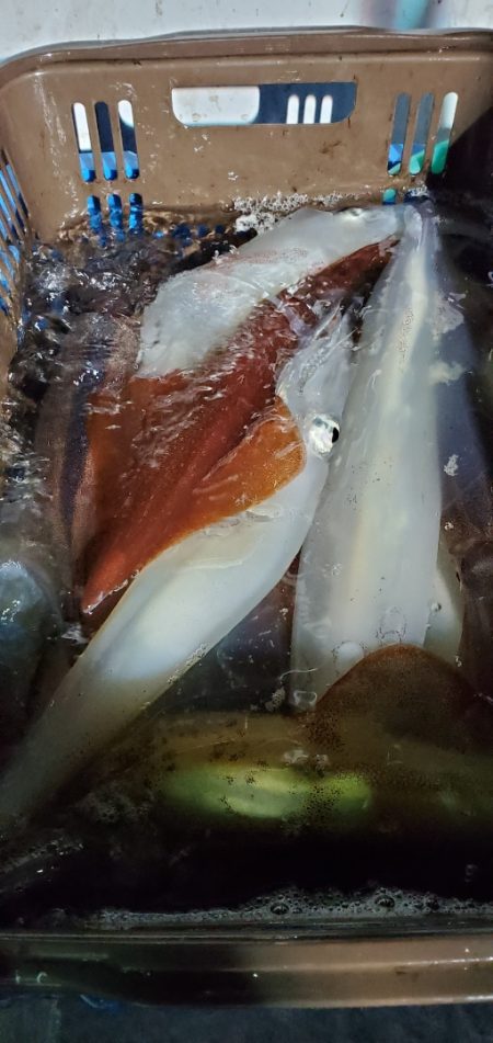 LUSTER『ラスター』 釣果