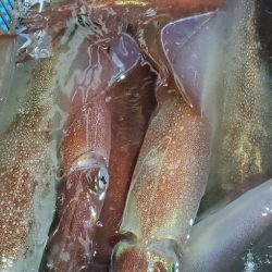 LUSTER『ラスター』 釣果