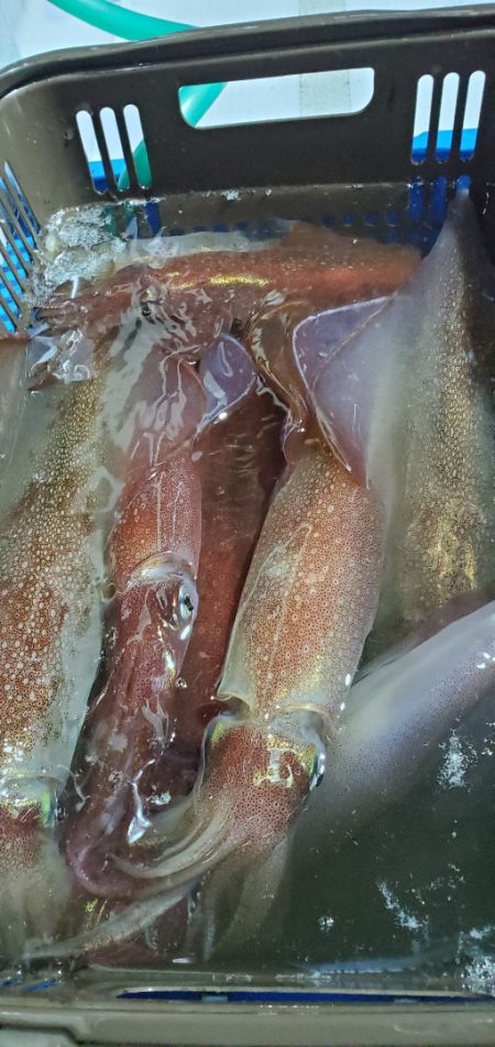 LUSTER『ラスター』 釣果