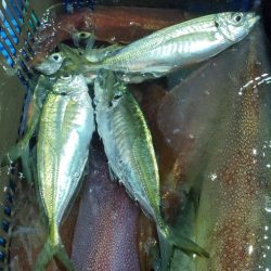 LUSTER『ラスター』 釣果