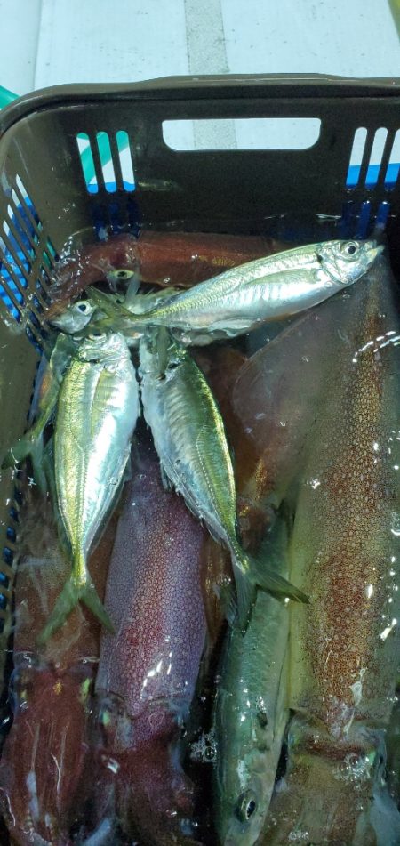 LUSTER『ラスター』 釣果