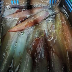 LUSTER『ラスター』 釣果