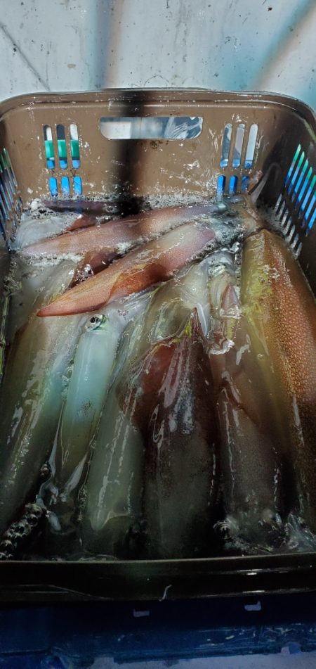 LUSTER『ラスター』 釣果