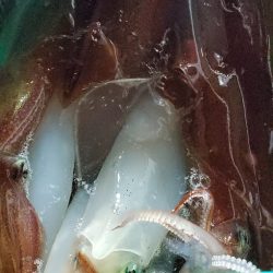 LUSTER『ラスター』 釣果