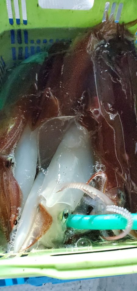 LUSTER『ラスター』 釣果