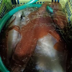 LUSTER『ラスター』 釣果