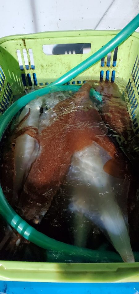 LUSTER『ラスター』 釣果