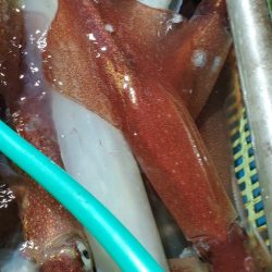 LUSTER『ラスター』 釣果