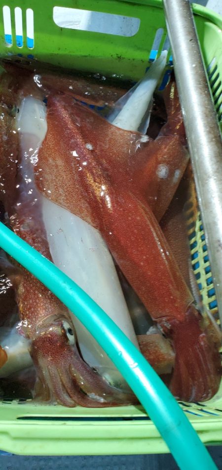 LUSTER『ラスター』 釣果