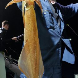 LUSTER『ラスター』 釣果