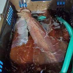 LUSTER『ラスター』 釣果