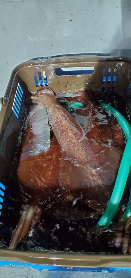 LUSTER『ラスター』 釣果