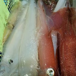 LUSTER『ラスター』 釣果